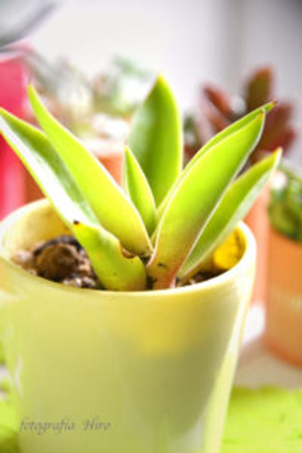 Photo by 47Hiroさん