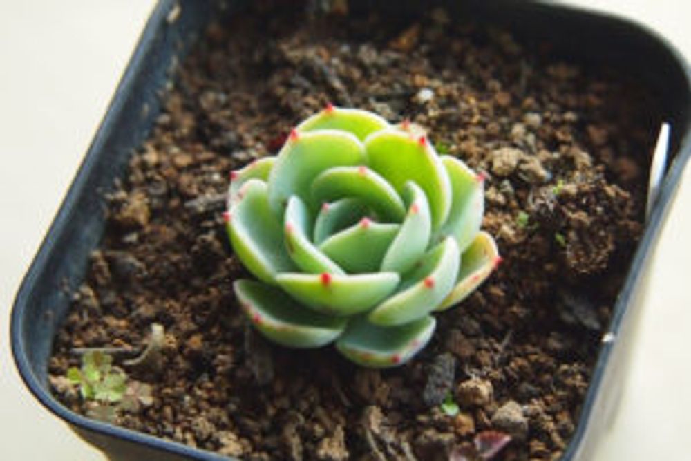 Photo by おはるはるさん