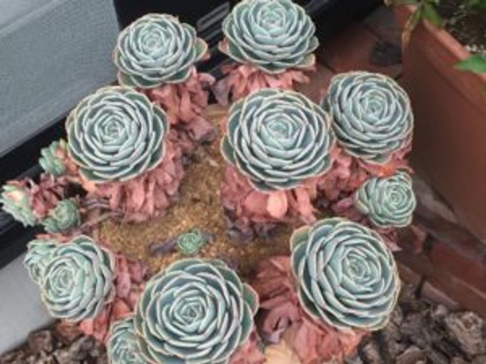 Photo by ニコちゃん大王さん