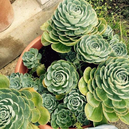 エケベリア 七福神の育て方 増やし方は 花も咲かせる Greensnap グリーンスナップ