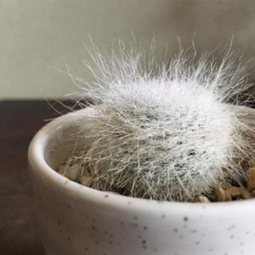 毛が生えている多肉植物3選 Greensnap グリーンスナップ