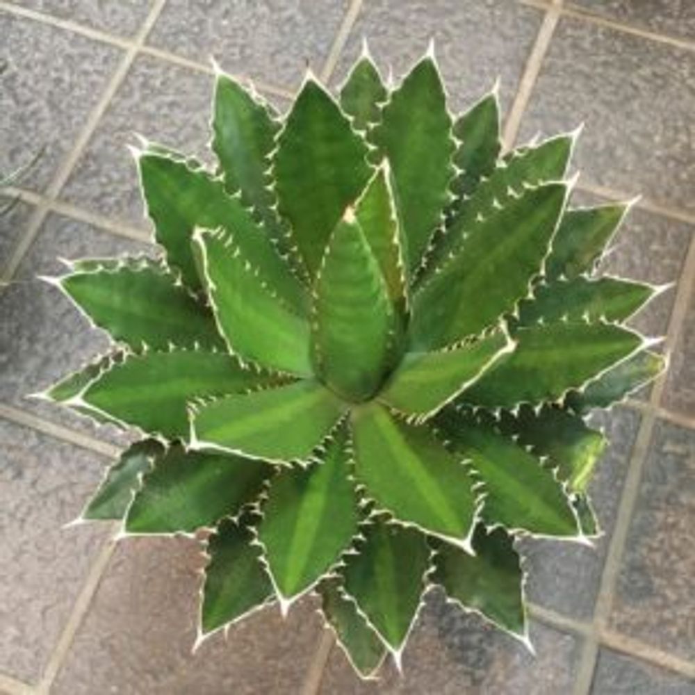 Photo by hanabisouさん