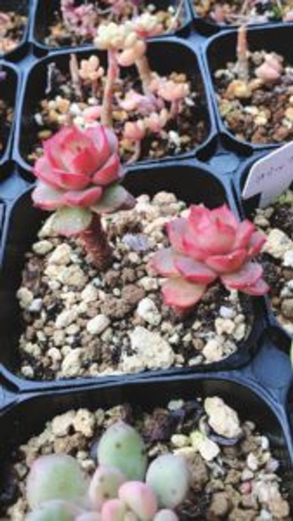 Photo by yuu_36さん