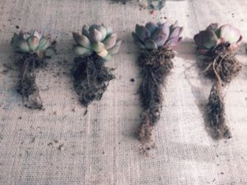 Photo by クルミさん