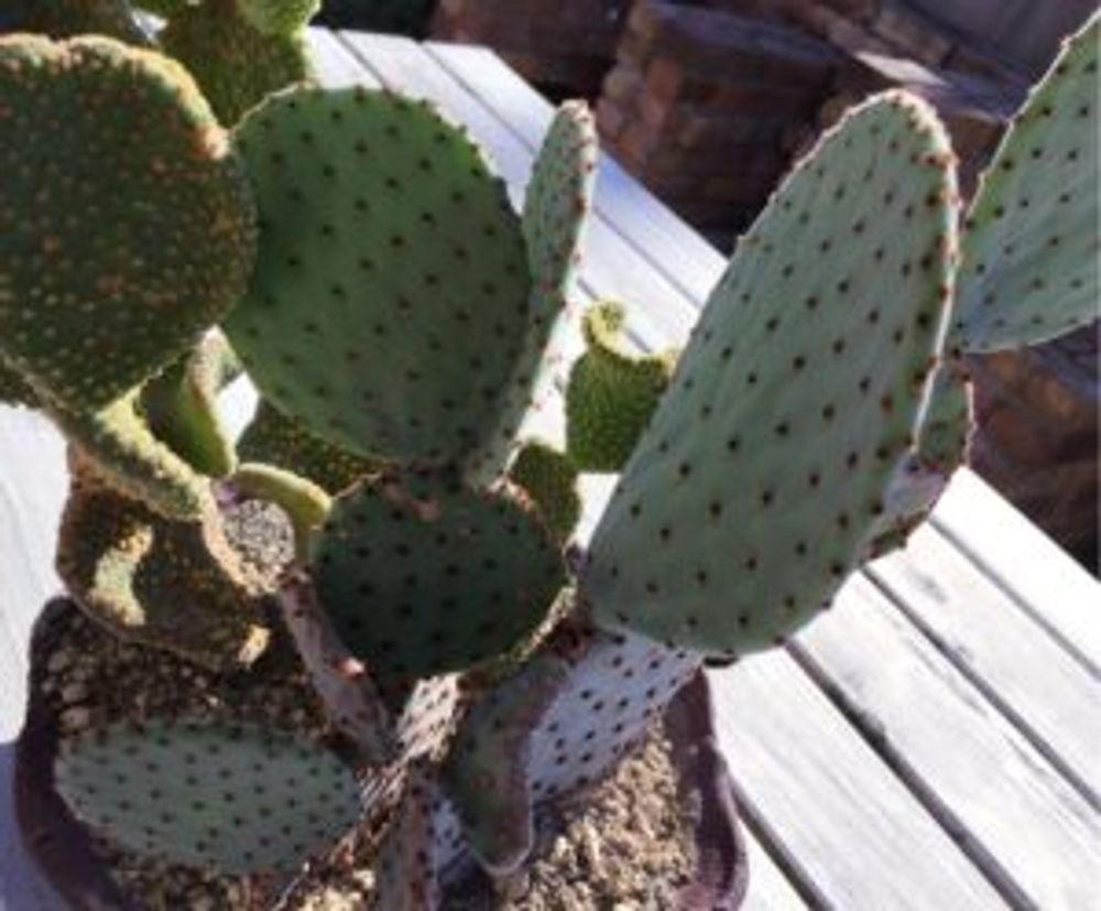 Photo by junrinさん