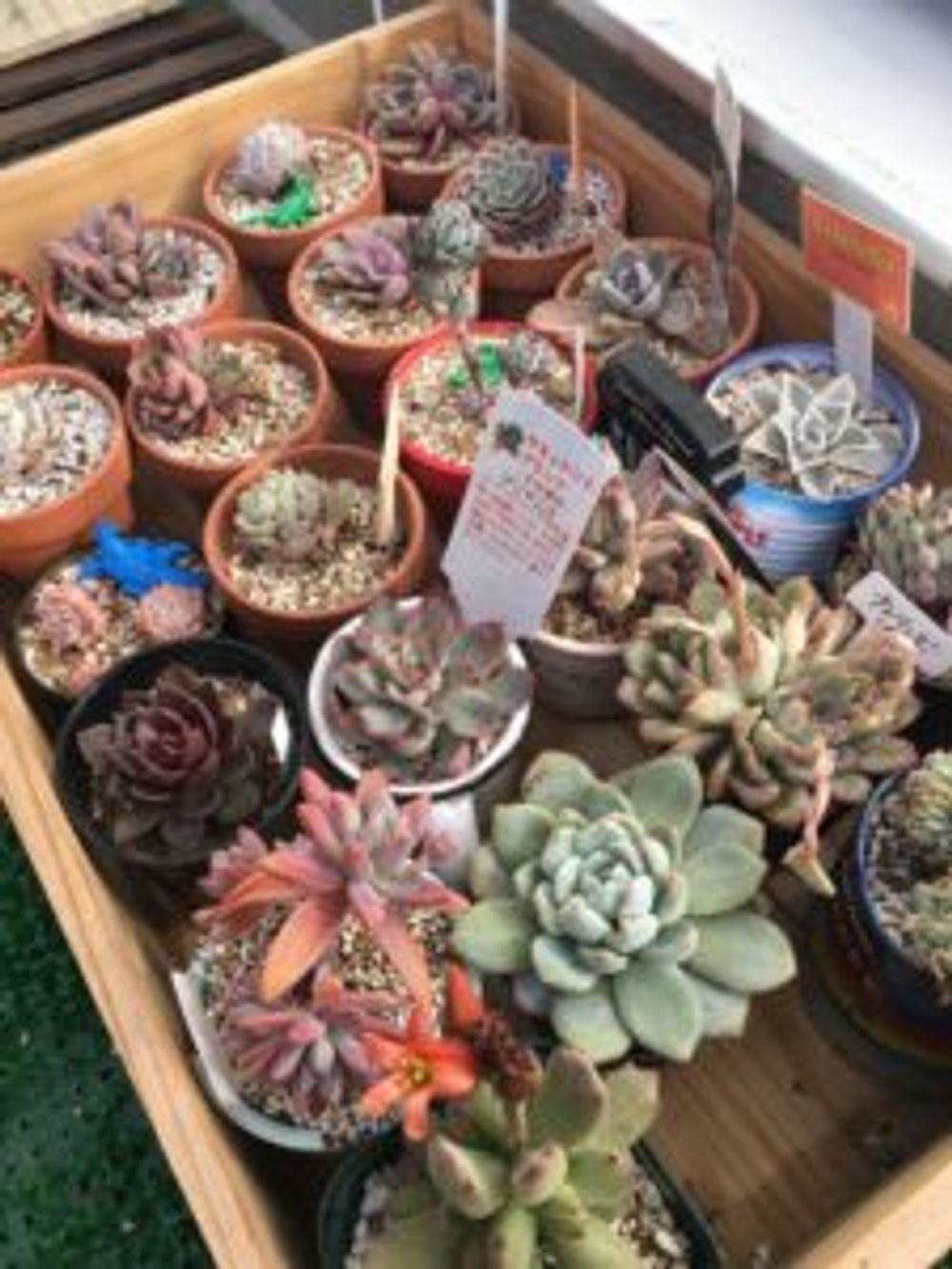 Photo by つぉさん