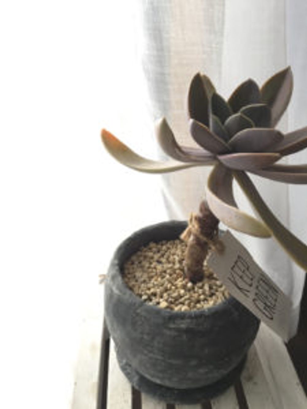 Photo by sumeshiさん