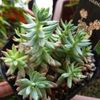 色が変わる？多肉植物カメレオンの育て方をご紹介の画像