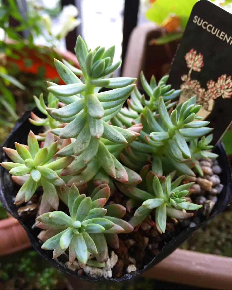 ☀️カメレオン☀️4.5号ロングポット植え☀ 色が変わる？多肉植物カメレオンの育て方をご紹介｜🍀GreenSnap