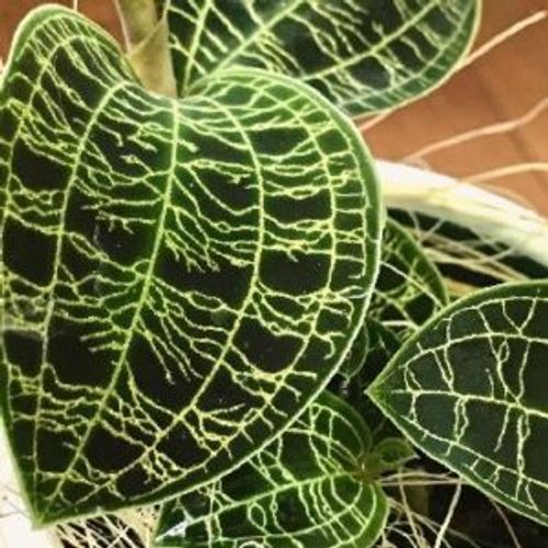 自然の造形美にうっとり 葉脈アート9選 Greensnap グリーンスナップ 自然の造形美にうっとり 葉脈アート9選 Greensnap グリーンスナップ