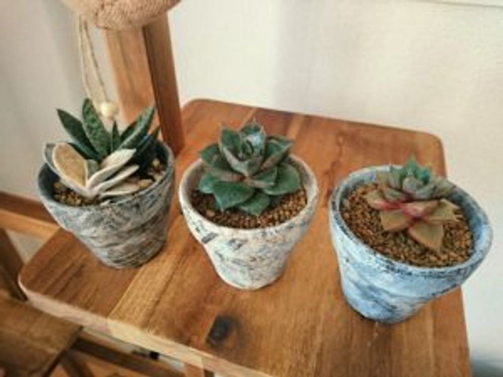 Photo by まこりん村さん