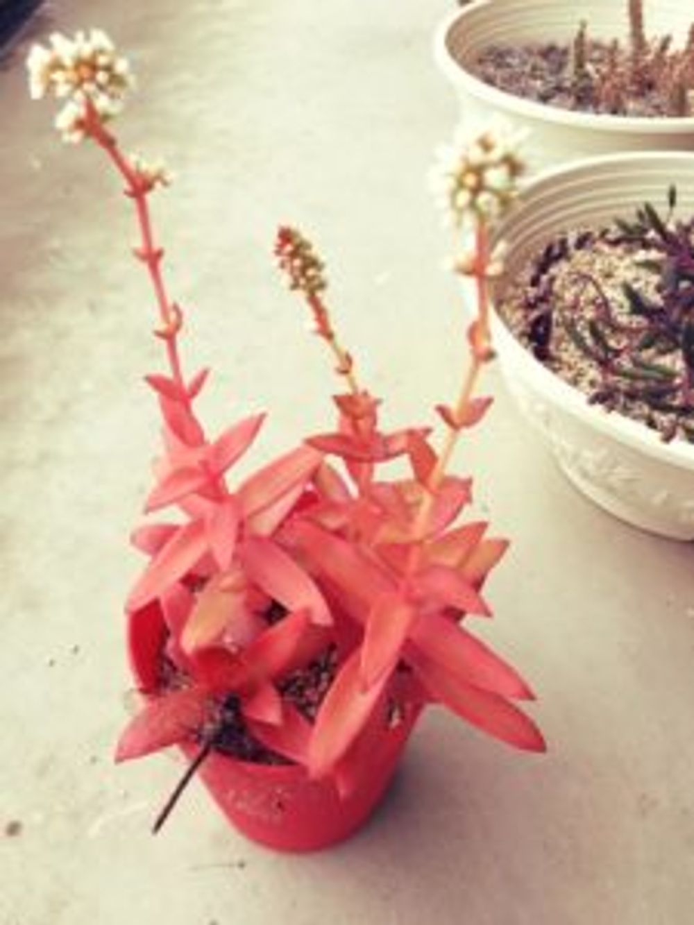 Photo by ゆかさん