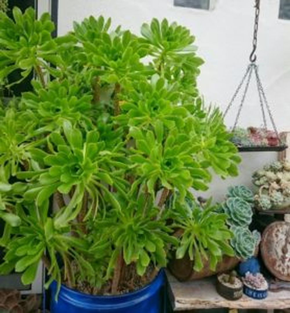 Photo by ikuraさん