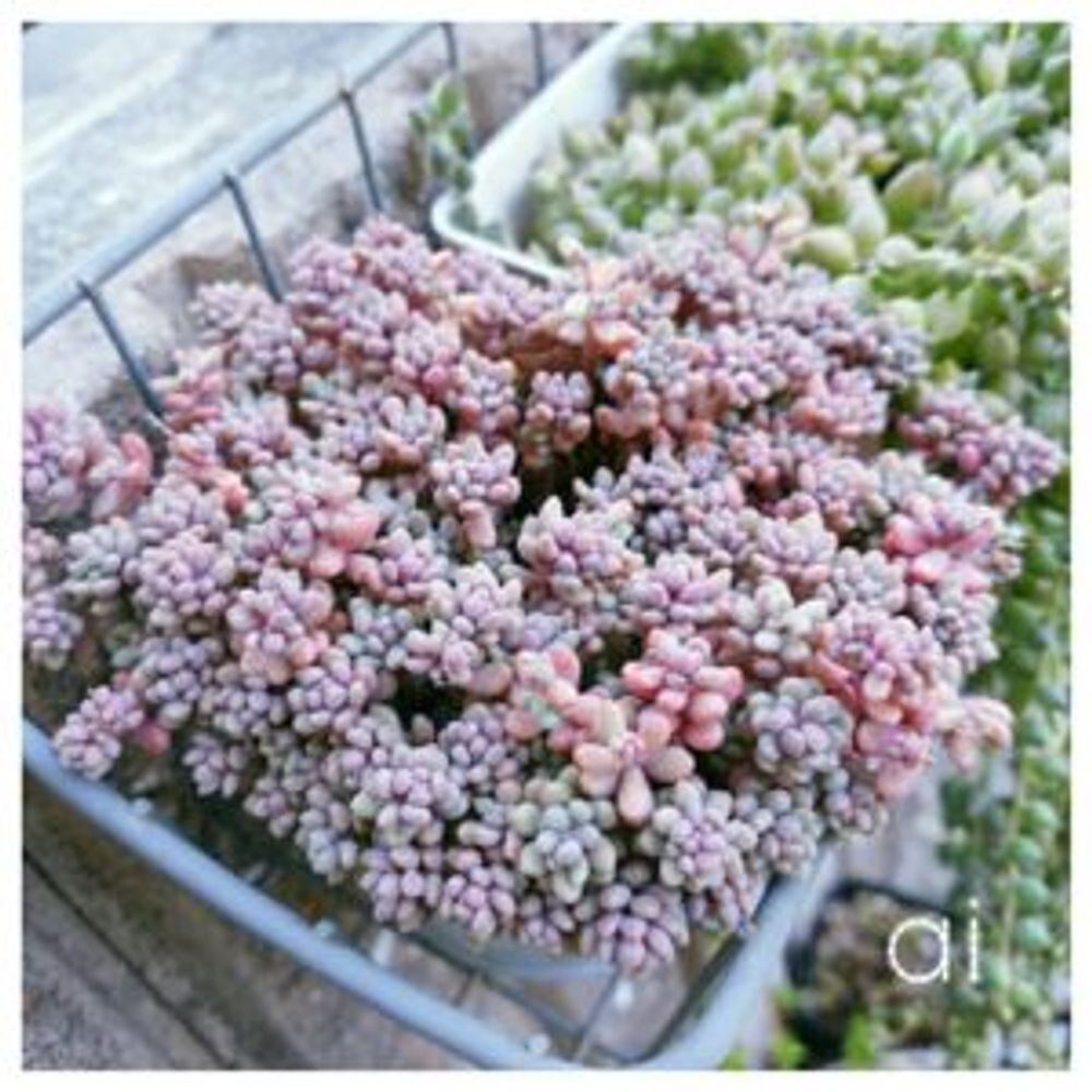 Photo by あいさん