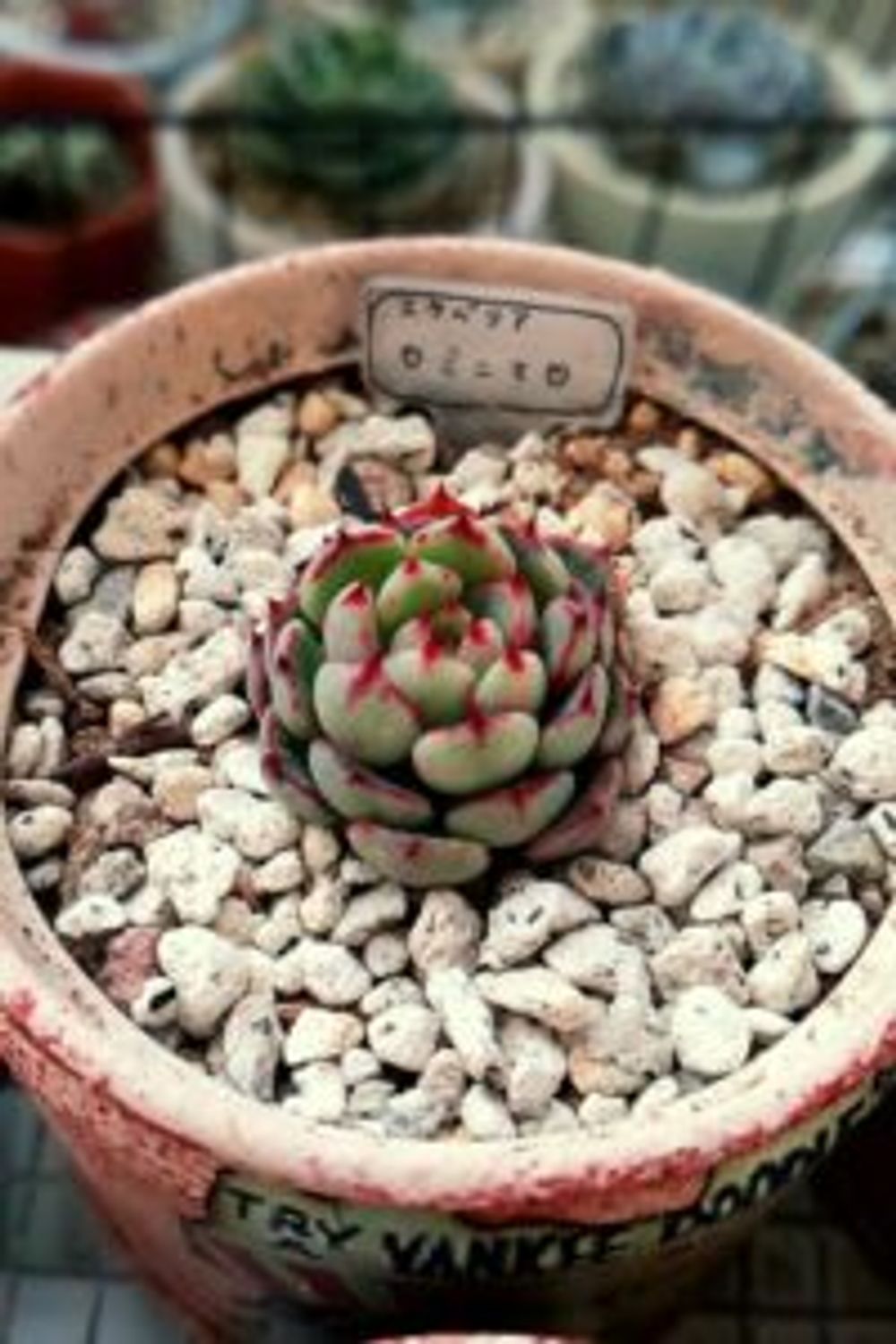 Photo by miyaberuさん