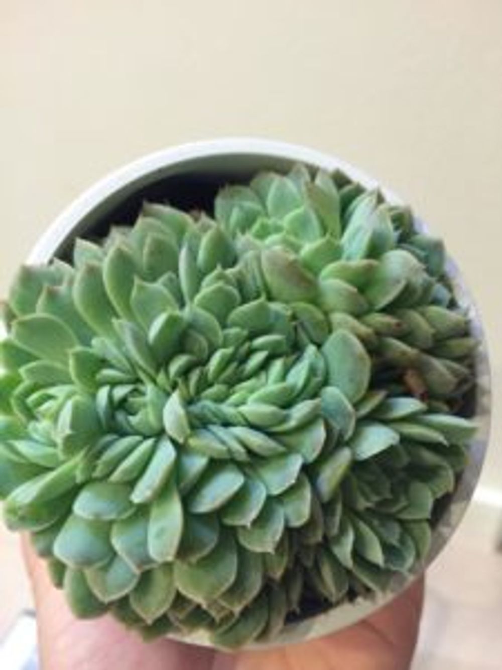 Photo by はなこさん