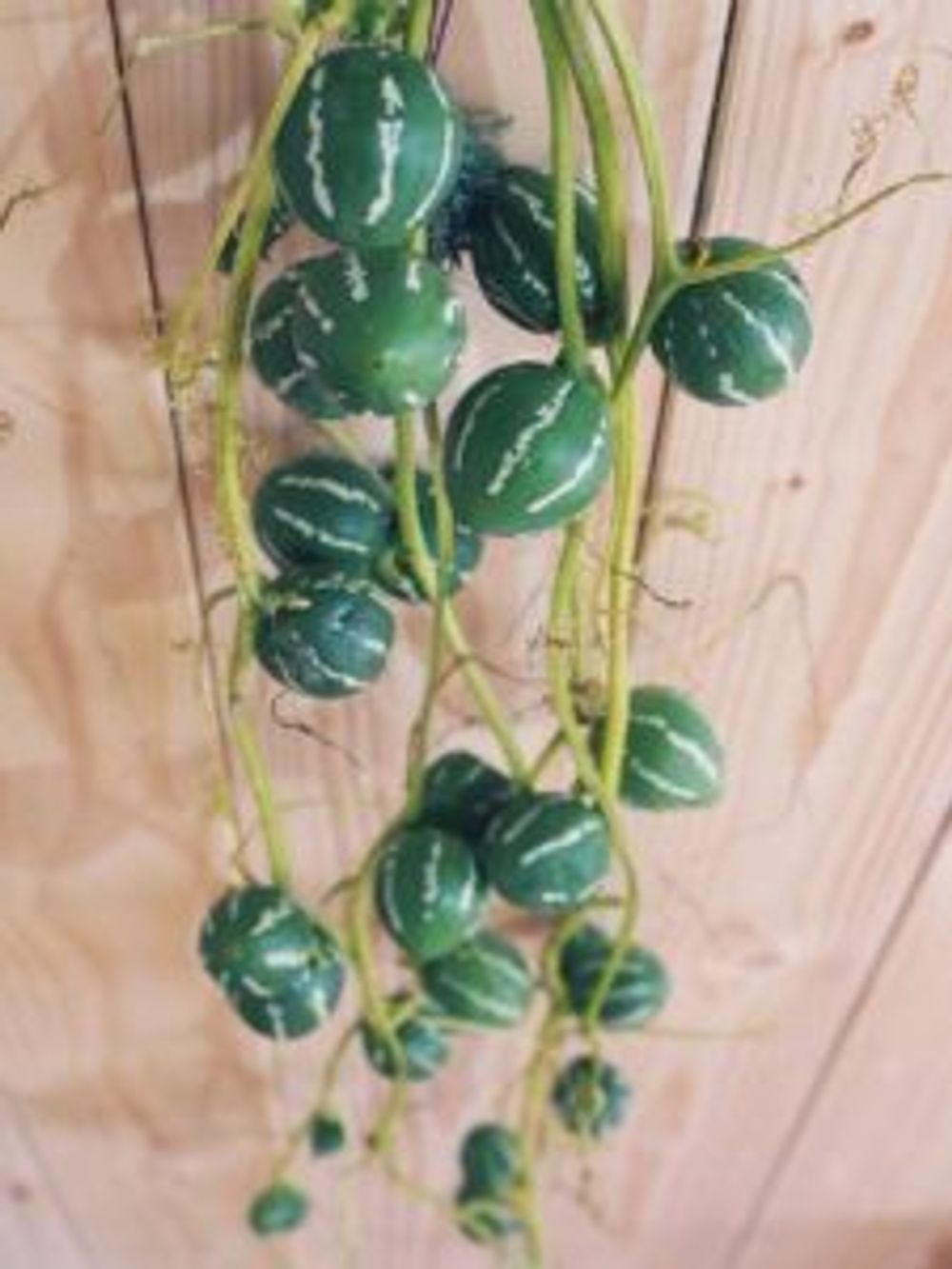 Photo by missyuさん