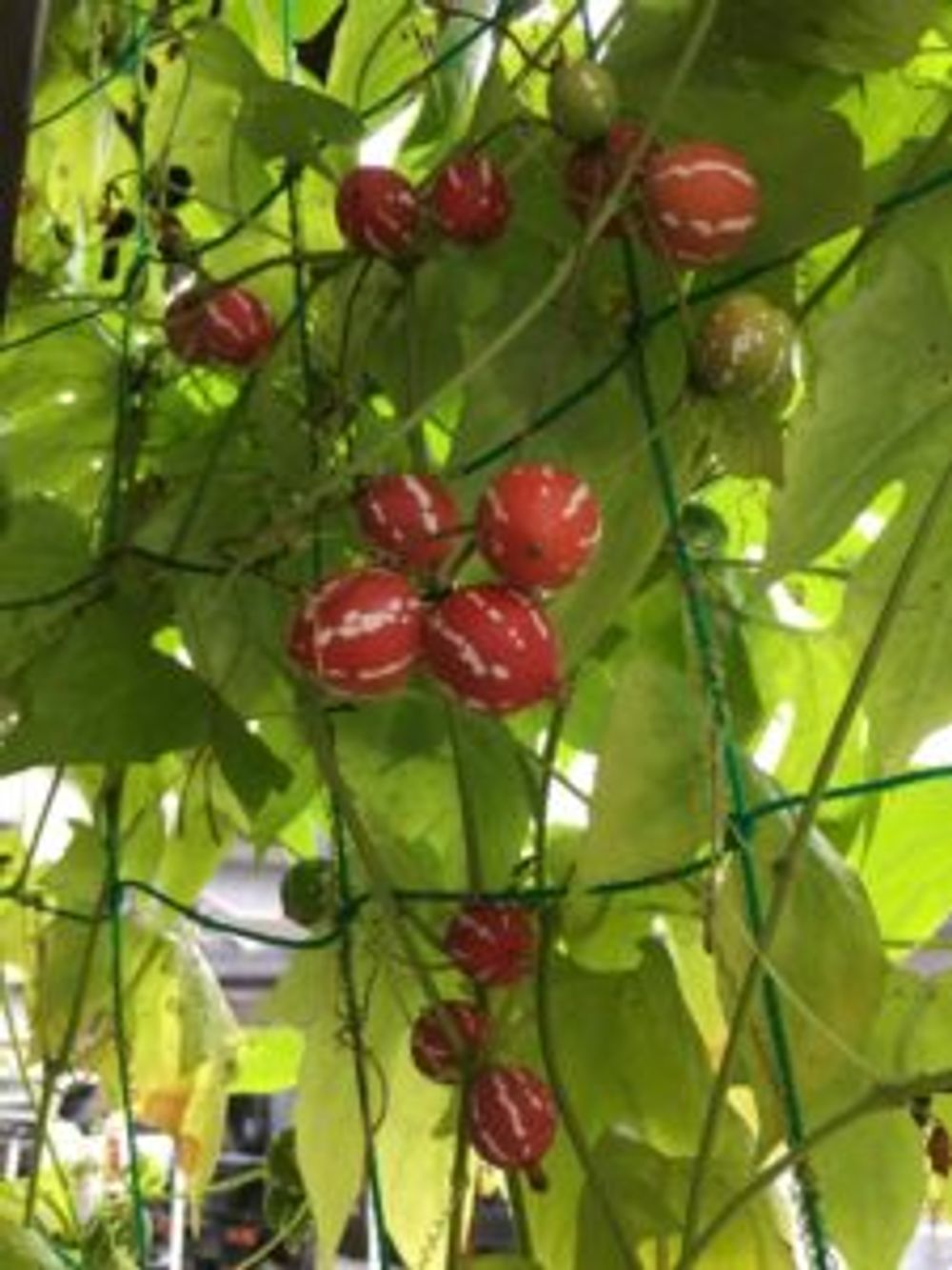 Photo by papa238さん