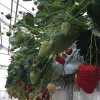 フェンスを使ってキュートにイチゴを育てよう！の画像