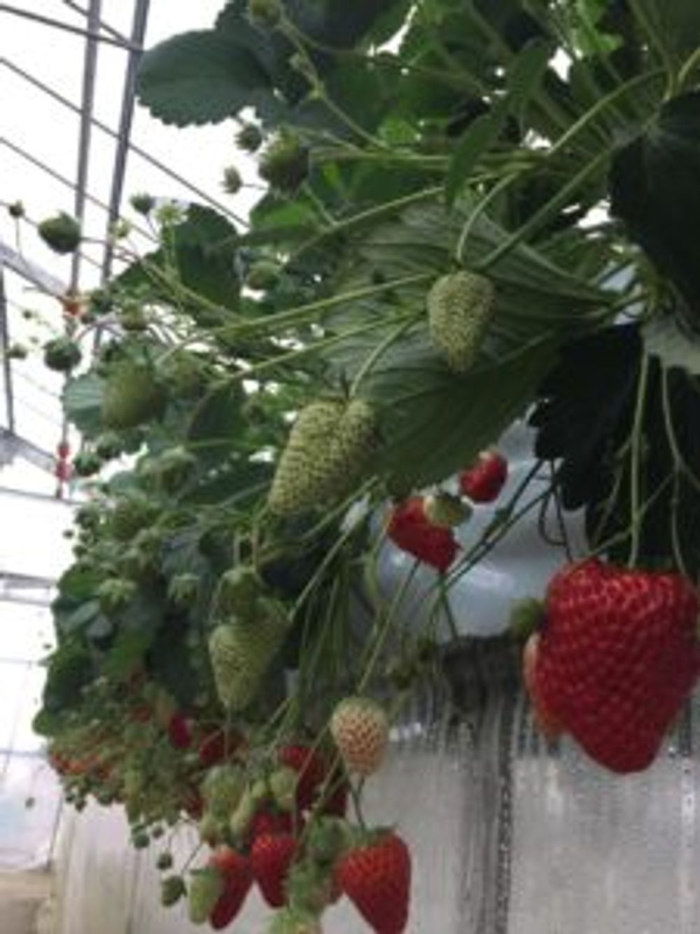 Photo by Asakoさん