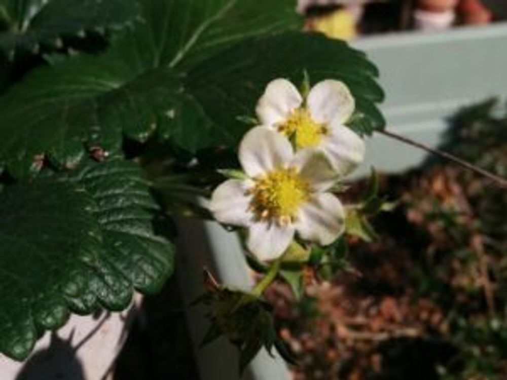 Photo by あおい32さん