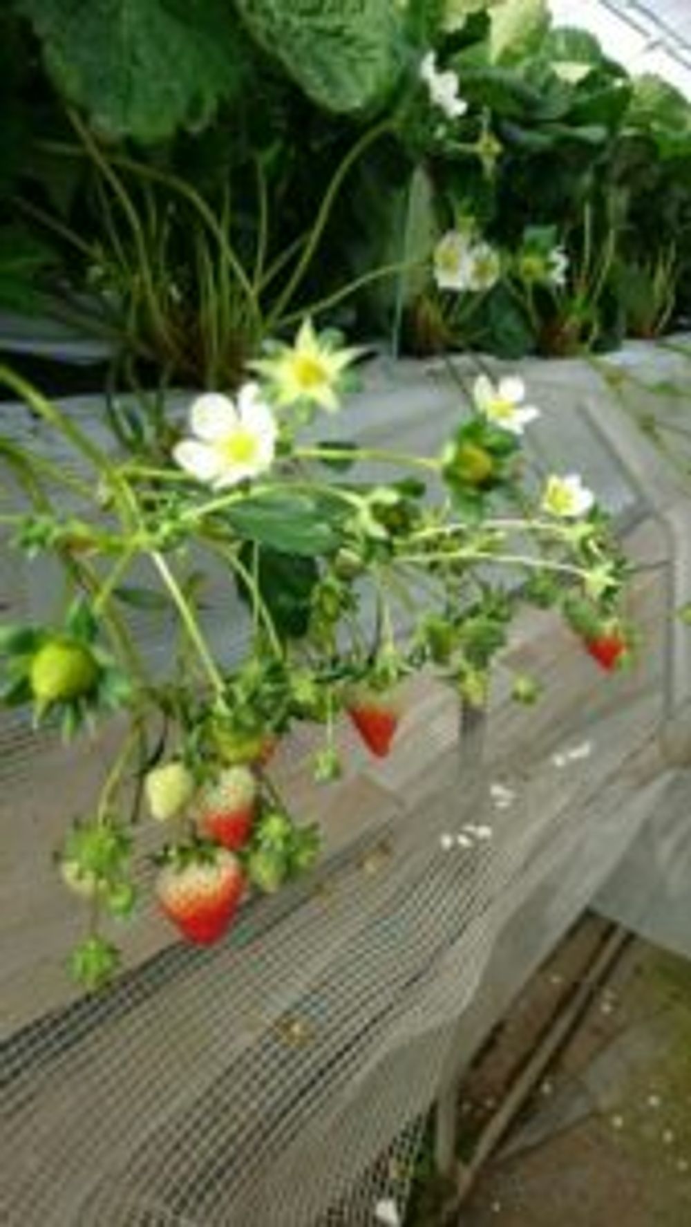 Photo by 空の青さん