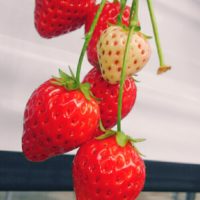 可愛く育てていっぱい食べたい！柵を使ってイチゴを育てよう！の画像