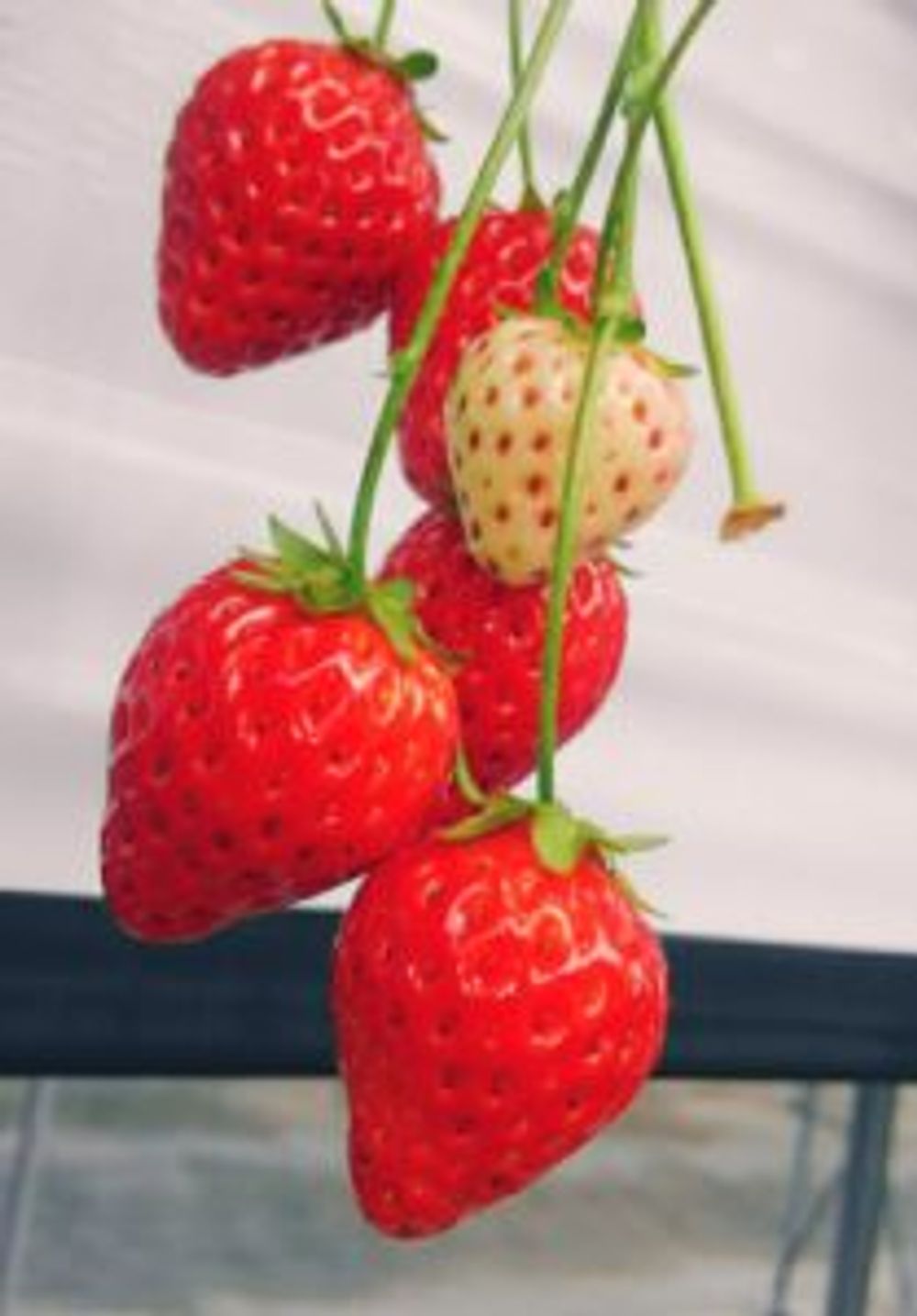 Photo by うにさん