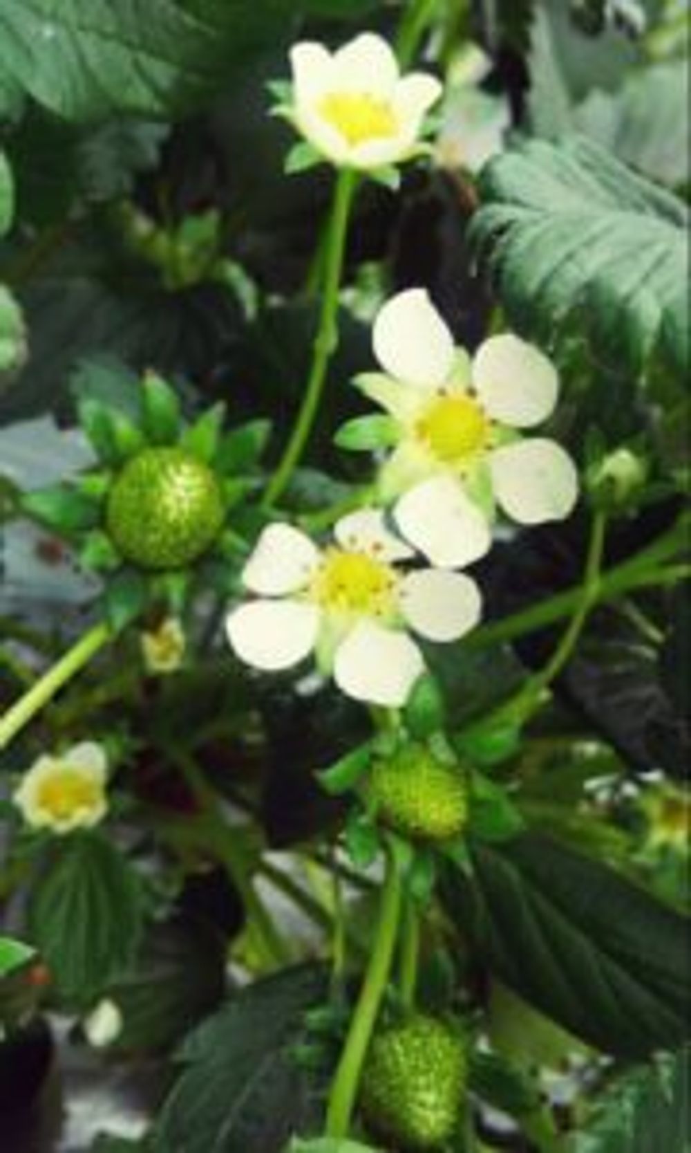 Photo by うにさん