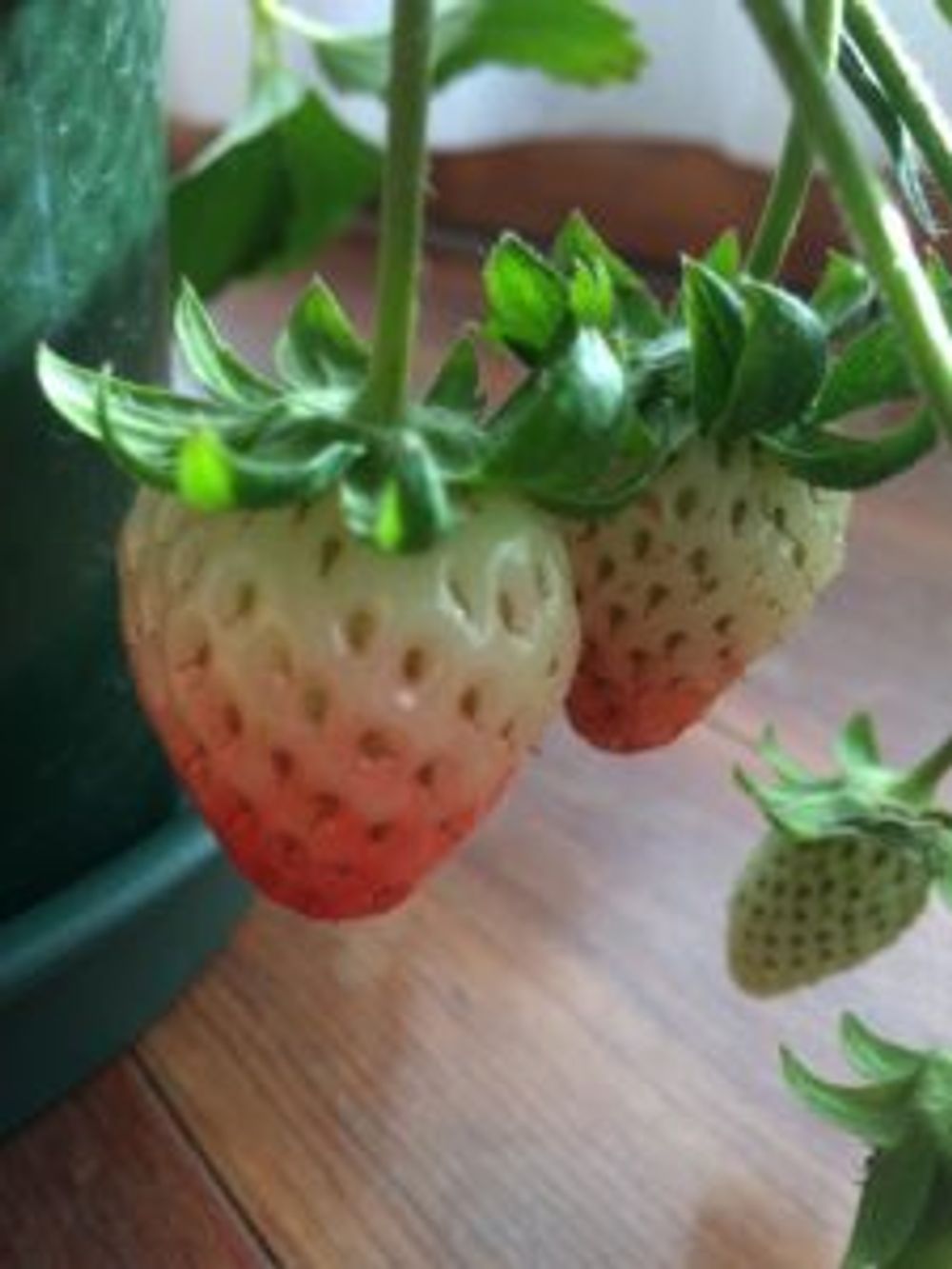 Photo by ai_aiさん