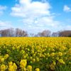 “幸せの黄色い”菜の花は、春を運んできてくれる！の画像