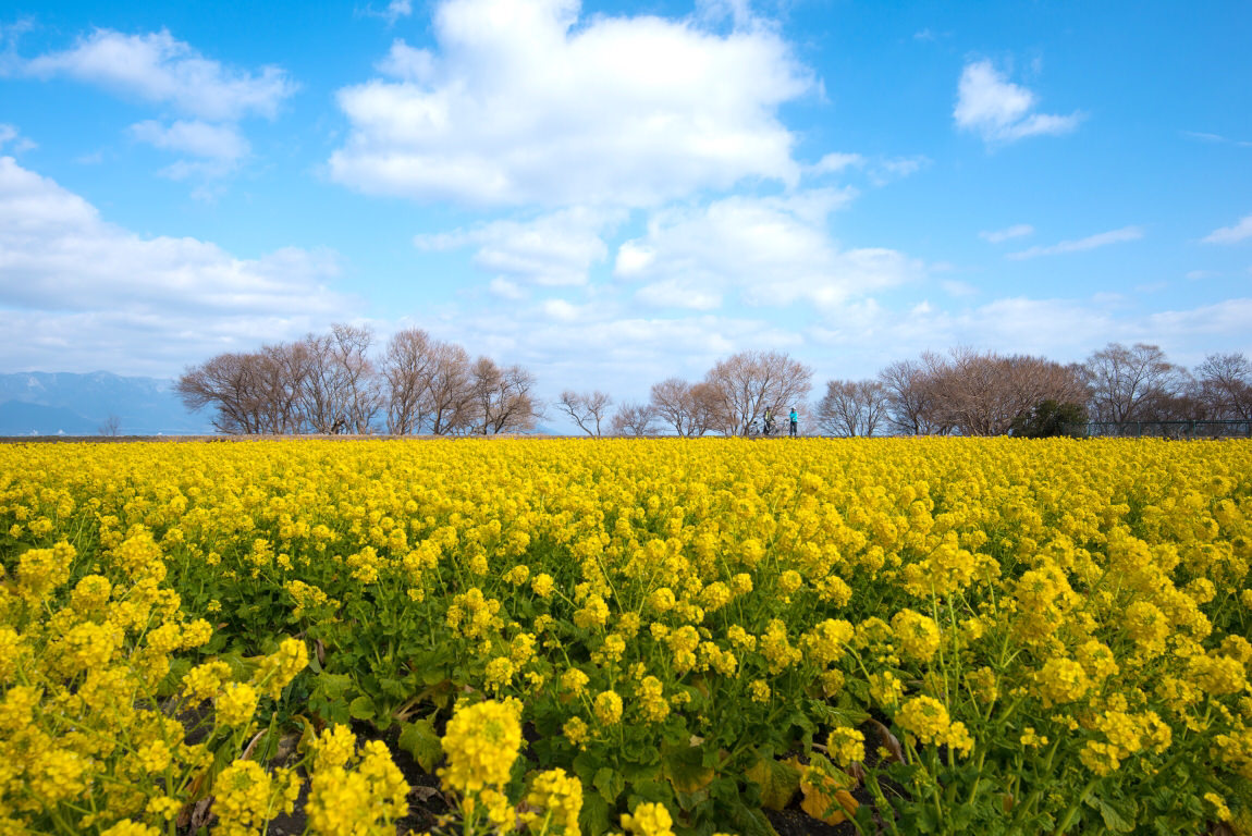 幸せの黄色い 菜の花は 春を運んできてくれる Greensnap グリーンスナップ