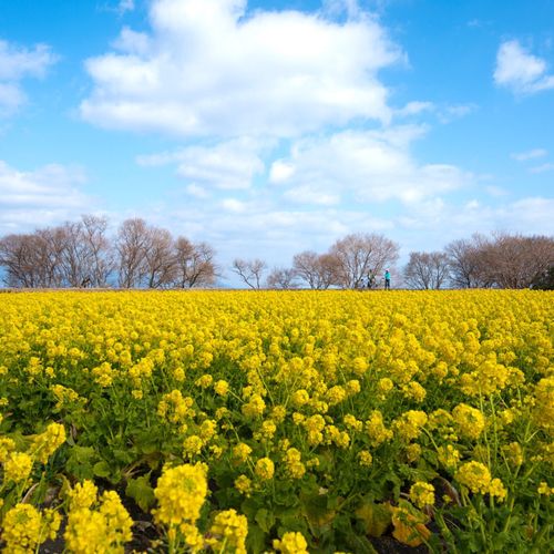 幸せの黄色い 菜の花は 春を運んできてくれる Greensnap グリーンスナップ