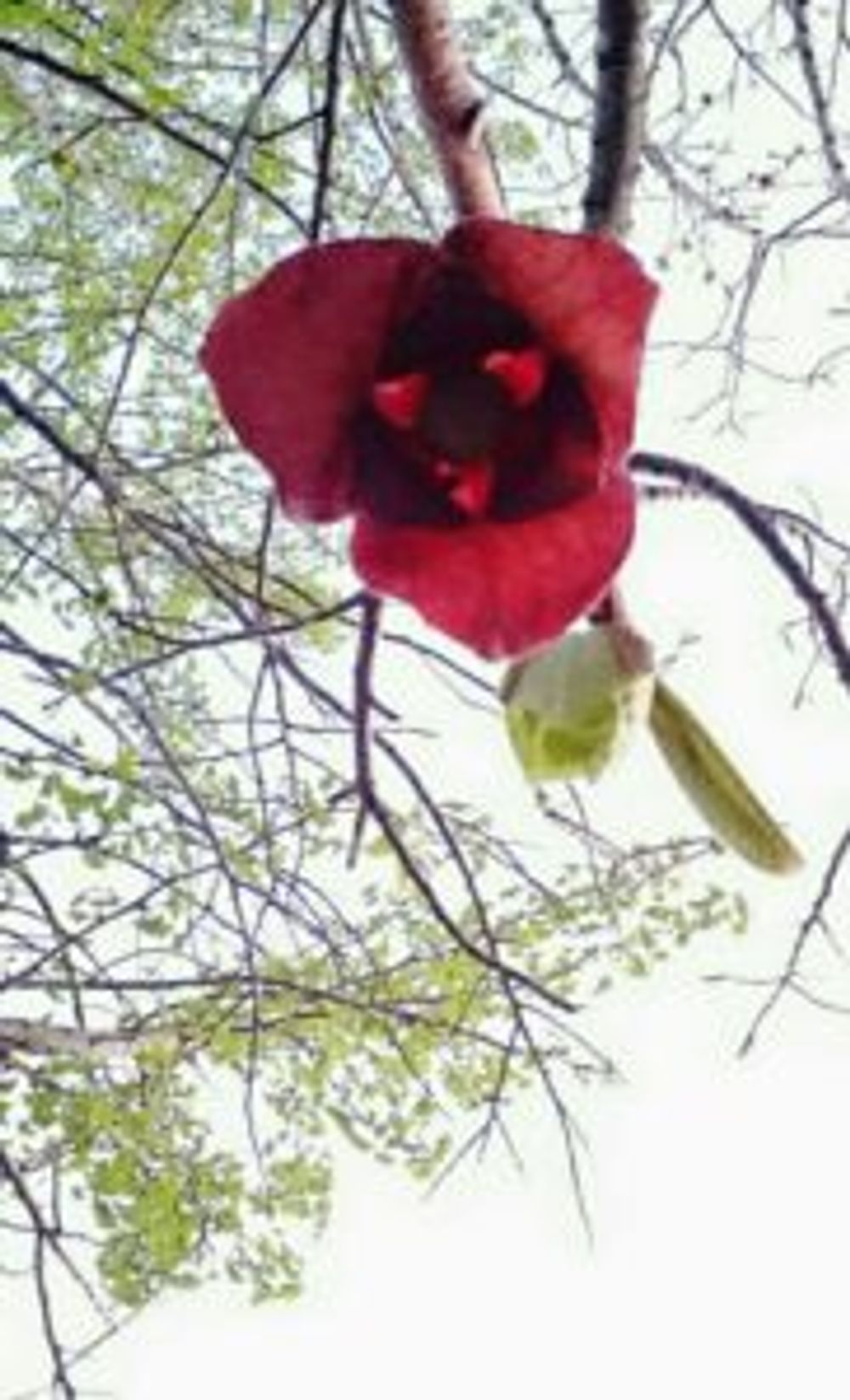 Photo by 愛弟子さん