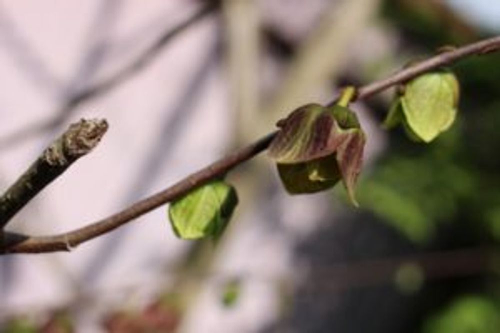 Photo by ⊂＊SACRA＊⊃さん