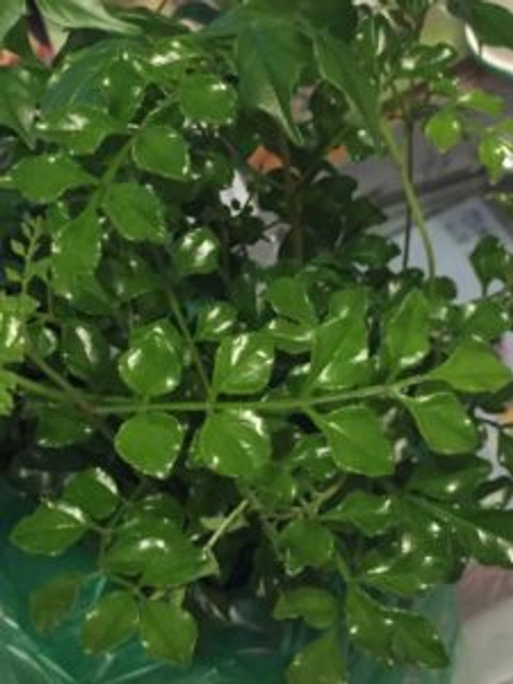 Photo by ラプンツェルさん