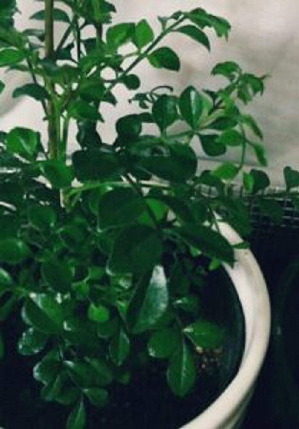 Photo by maikovさん