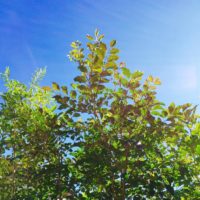 シマトネリコの育て方 植え替えや挿し木の方法は 室内でもok Greensnap グリーンスナップ