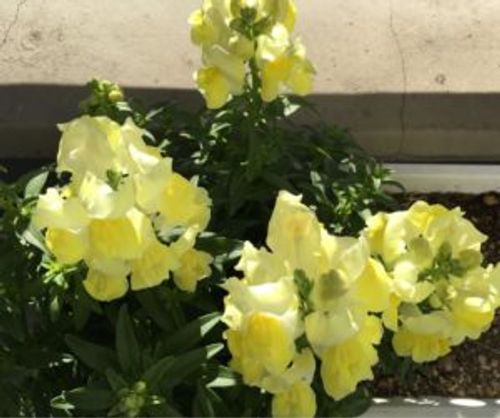 キンギョソウでdiyを楽しむ 素敵な花壇を作ろう Greensnap グリーンスナップ キンギョソウでdiyを楽しむ 素敵な花壇を作ろう Greensnap グリーンスナップ