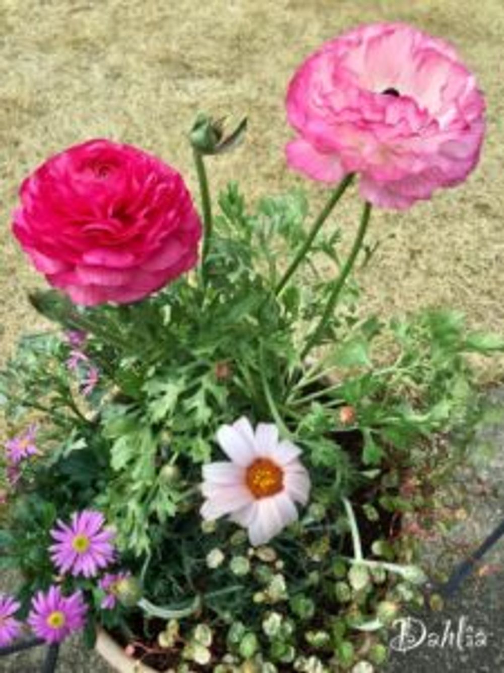 Photo by dahliaさん