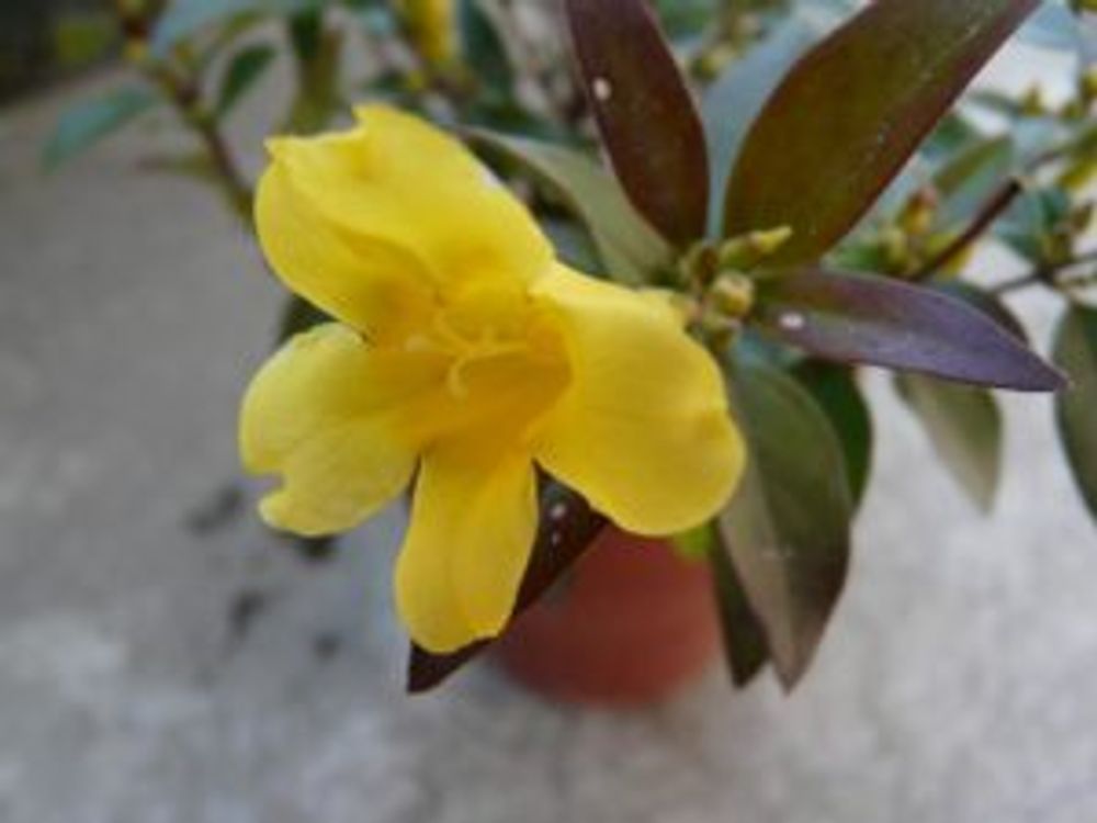 Photo by shindeeさん