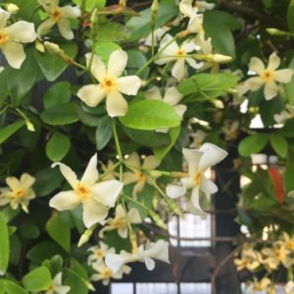 Photo by satochanさん