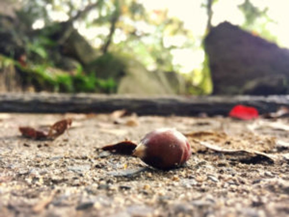 Photo by ひとみんぐさん@GreenSnap