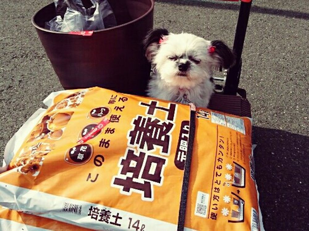 Photo by コルディアさん