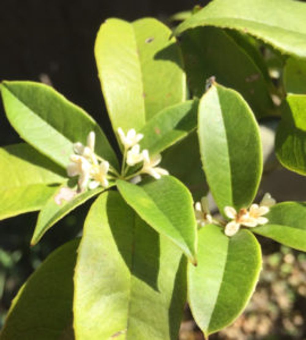 Photo by Atsukoさん