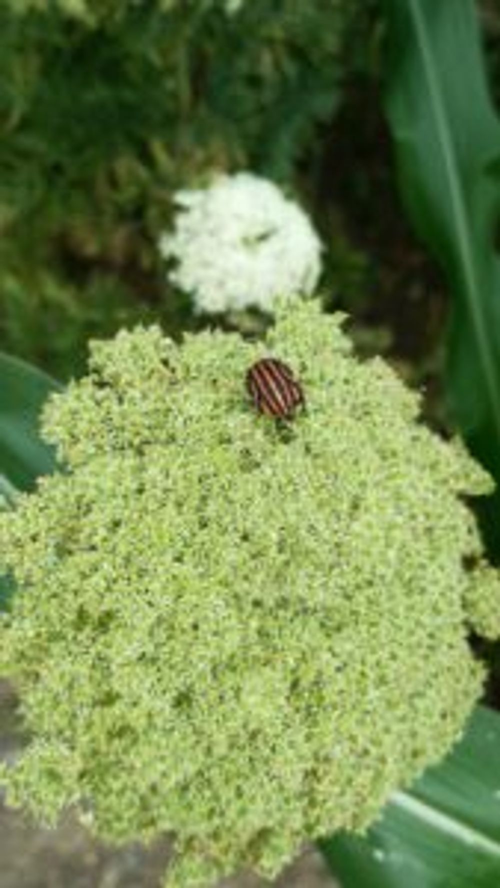 Photo by RosarioBiancoさん