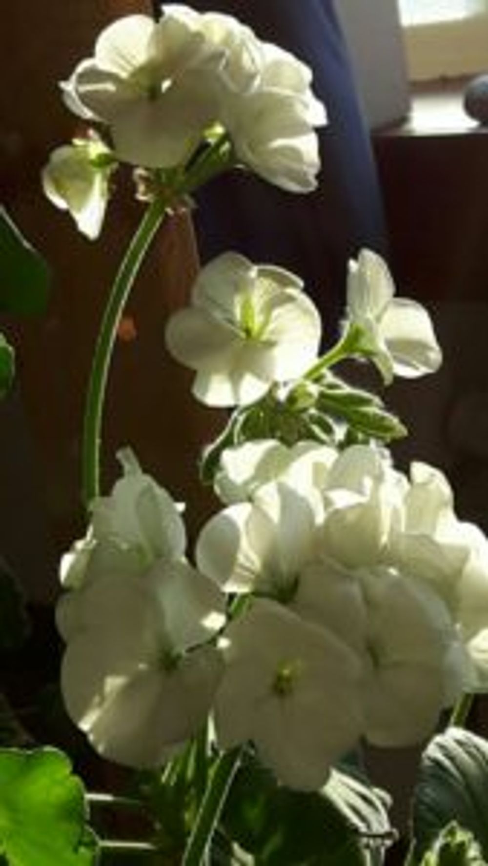 Photo by totoroさん