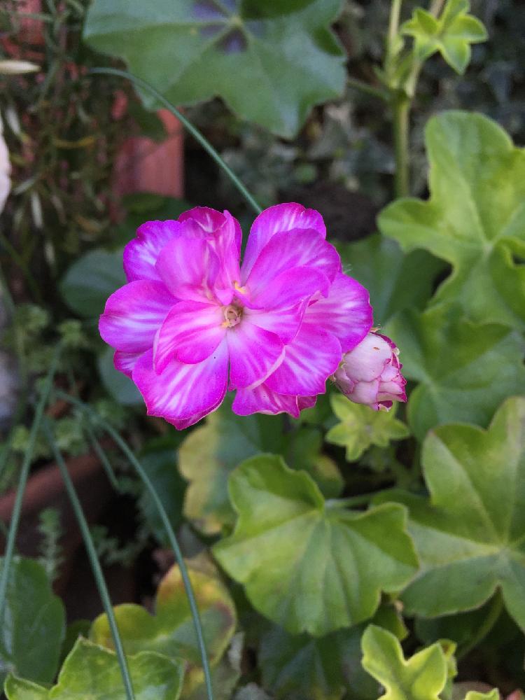 ヨーロッパみたい ゼラニウムの雑貨アレンジ Greensnap グリーンスナップ