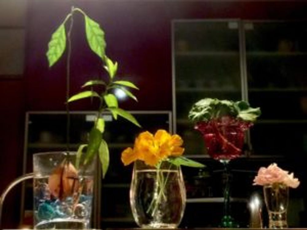 Photo by こけちゃんさん