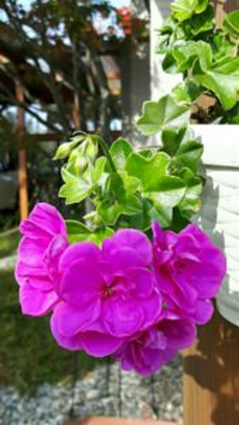 Photo by totoroさん